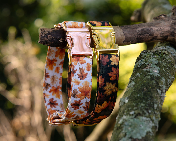Fall collection